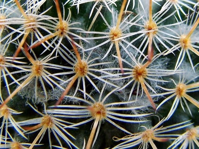 Mammillaria_ rhodantha _ssp.rhodantha_ 11